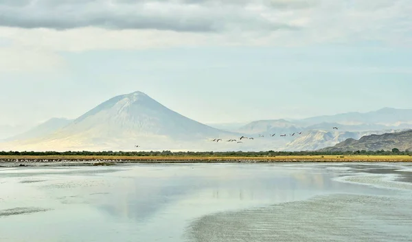 成群的火烈鸟在飞行 火烈鸟飞越纳特龙湖 Langai 的背景 较小的火烈鸟 科学名称 Phoenicoparrus 坦桑尼亚 — 图库照片