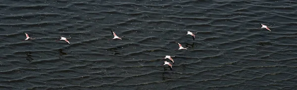 Menor Flamingo Nome Científico Phoenicoparrus Minor Flamingos Água Lago Natron — Fotografia de Stock