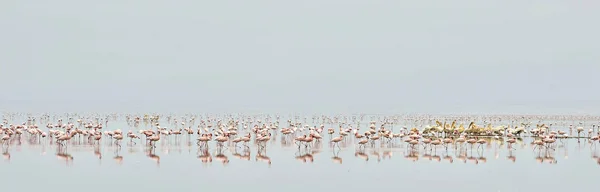 Koloni Flamingos Sjön Natron Rift Valley Tanzania Afrika Vetenskaplig Namn — Stockfoto