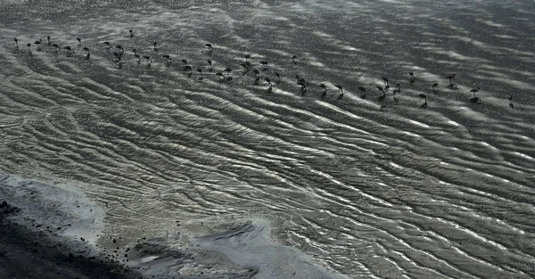 Flamingo Menor Nombre Científico Phoenicoparrus Minor Flamencos Agua Del Lago — Foto de Stock