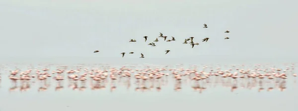 Kolonii Flamingów Przelatujących Nad Brzegiem Jeziora Natron Małopolskie Flamingo Naukowe — Zdjęcie stockowe