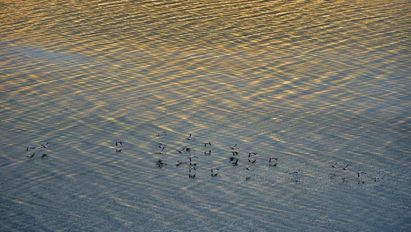 Menor Flamingo Nome Científico Phoenicoparrus Minor Flamingos Água Lago Natron — Fotografia de Stock