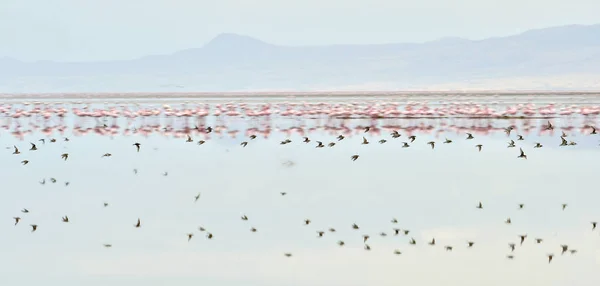 Colônia Flamingos Voando Lago Natron Menor Flamingo Nome Científico Phoenicoparrus — Fotografia de Stock