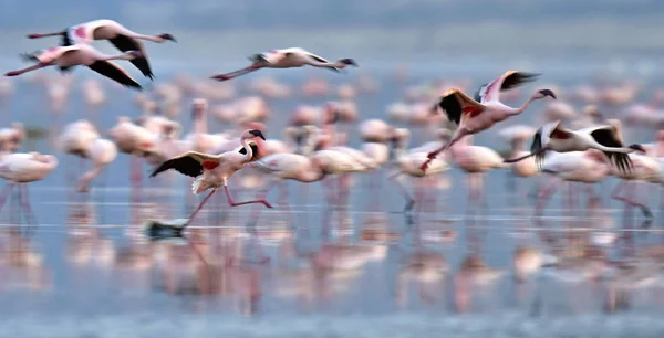 Kis Flamingó Tudományos Név Phoenicoparrus Kisebb Flamingók Víz Nátron Naplementekor — Stock Fotó