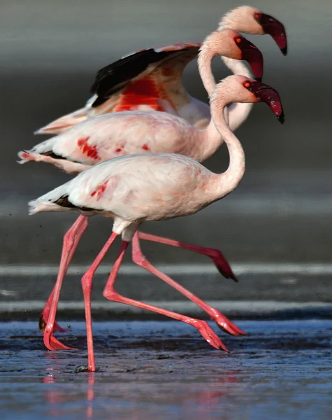 Grupo Flamingos Menores Nome Científico Phoenicoparrus Minor Caminhando Sobre Água — Fotografia de Stock