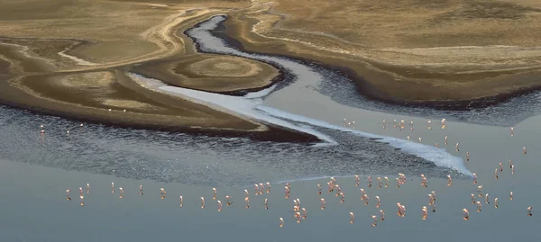 Flamingos Água Perto Costa Lago Natron Vista Aérea Tanzânia — Fotografia de Stock