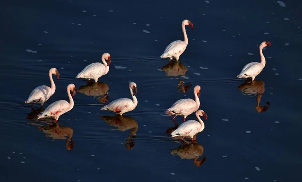 Pequenos Flamingos Nome Científico Phoenicoparrus Minor Flamingos Água Lago Natron — Fotografia de Stock