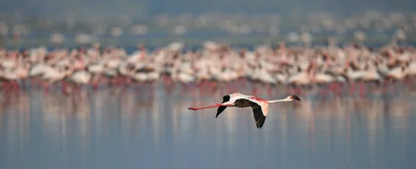 Tanzanya Afrika Rift Valley Natron Gölü Flamingolar Kolonisi Bilimsel Adı — Stok fotoğraf