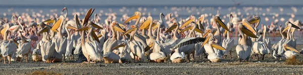 Great White Pelicans Shore Natron Lake Scientific Name Pelecanus Onocrotalus — Stock Photo, Image