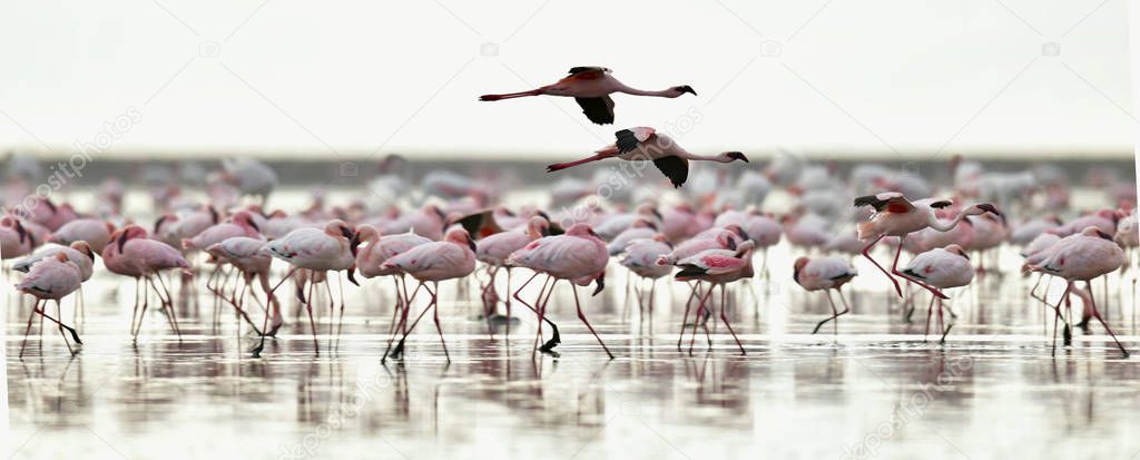 Colony of Flamingos on the Natron lake in the Rift Valley in Tanzania Africa. Scientific name: Phoenicoparrus minor.