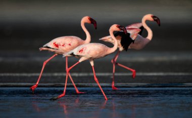 Küçük flamingolar (bilimsel adı: Phoenicoparrus küçük) Natron Gölü su üzerinde yürümek. Tanzanya. 