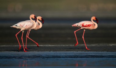 Küçük flamingolar (bilimsel adı: Phoenicoparrus küçük) Natron Gölü su üzerinde yürümek. Tanzanya. 