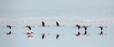 Flamingolar Natron Gölü su üzerinde uçan. Küçük flamingo. Bilimsel adı: Phoenicoparrus küçük. Tanzanya.