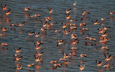 Küçük flamingo. Bilimsel adı: Phoenicoparrus küçük. Flamingolar Natron Gölü su gün batımında. Havadan görünümü. Yukarıdan
