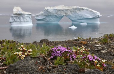 Iceberg and flowers on the shore. Nature and landscapes of Greenland. West Greenland. Disko Bay. clipart