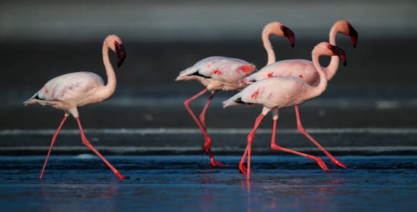 Lesser Flamingos Scientific Name Phoenicoparrus Minor Walking Water Lake Natron — Stock Photo, Image