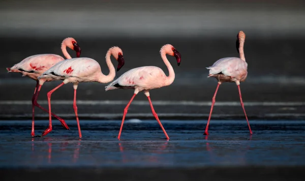 Pequenos Flamingos Nome Científico Phoenicoparrus Menor Andando Sobre Água Lago — Fotografia de Stock