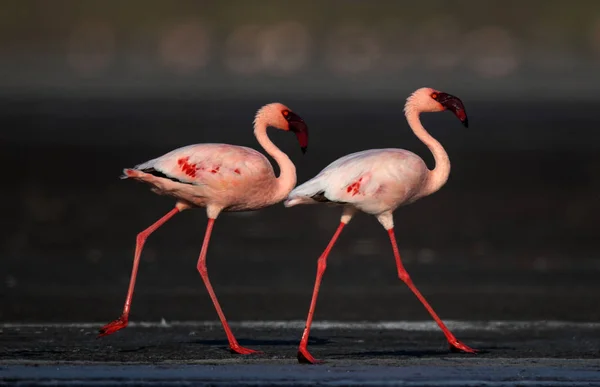 Pequenos Flamingos Nome Científico Phoenicoparrus Menor Andando Sobre Água Lago — Fotografia de Stock