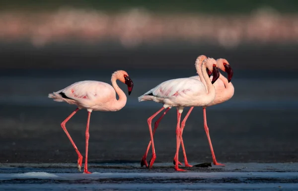 Pequenos Flamingos Nome Científico Phoenicoparrus Menor Andando Sobre Água Lago — Fotografia de Stock