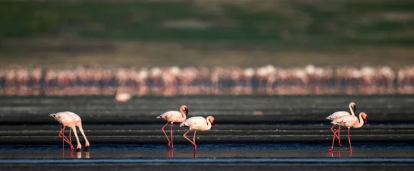 Pequenos Flamingos Nome Científico Phoenicoparrus Menor Andando Sobre Água Lago — Fotografia de Stock