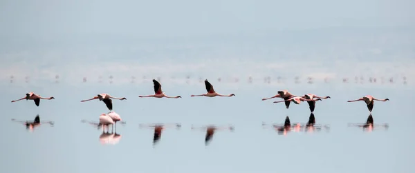 フラミンゴは ナトロン湖の水の上を飛んでします コフラミンゴ Phoenicoparrus マイナー タンザニア — ストック写真