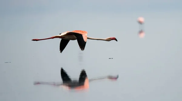Flamingo Vliegen Het Water Van Lake Natron Mindere Flamingo Wetenschappelijke — Stockfoto