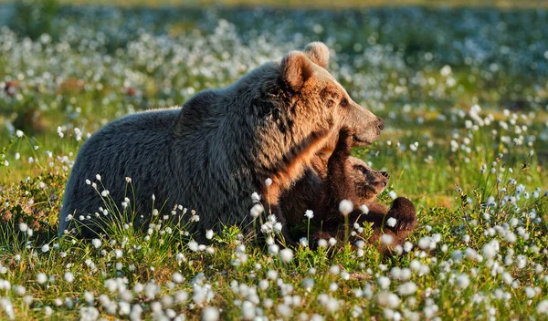 Bärenjunges Und Bärin Auf Dem Feld Mit Weißen Blumen Erwachsenes — Stockfoto