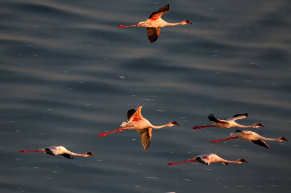 Flamencos Volando Sobre Agua Del Lago Natron Flamingo Menor Nombre — Foto de Stock