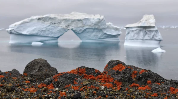 Iceberg Costa Pedregosa Gronelândia Líquen Vermelho Nas Pedras Costa Natureza — Fotografia de Stock