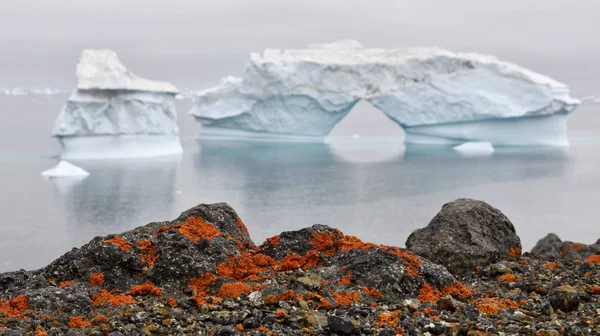 Iceberg Costa Pedregosa Groenlandia Liquen Rojo Las Piedras Orilla Naturaleza —  Fotos de Stock