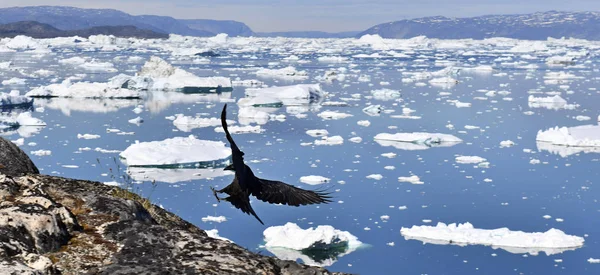 까마귀와 빙산입니다 빙산은 Ilulissat Icefjord에서 북극해에 있습니다 자연과 그린란드의 — 스톡 사진