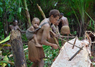 Vahşi orman, Irian Jaya, Yeni Gine, Endonezya - 9 Haziran 2016: Göçebe orman kabile Korowai sago palmiye ağacı (Metroxylon sagu işleme halkı).