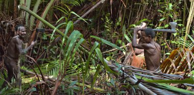 Vahşi orman, Irian Jaya, Yeni Gine, Endonezya - 9 Haziran 2016: Kabile Korowai ormanda Papuans. Göçebe orman kabile Korowai sago palmiye ağacı (Metroxylon sagu işleme halkı).