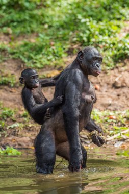 Bonobo yavrusu anne tekrar suya üzerinde. Kongo. Afrika 