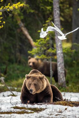 Erken bahar orman içinde kar üzerinde vahşi yetişkin boz ayı. Bilimsel adı: Ursus arctos.