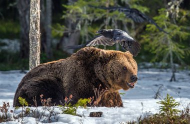 Erken bahar orman içinde kar üzerinde vahşi yetişkin boz ayı. Bilimsel adı: Ursus arctos.