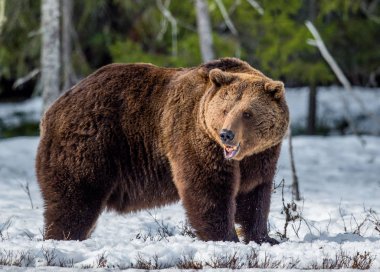 Erken bahar orman içinde kar üzerinde vahşi yetişkin boz ayı. Bilimsel adı: Ursus arctos.