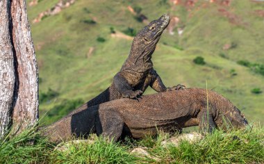 Komodo ejderleri hakimiyeti için mücadele. Bilimsel adı: Varanus komodoensis. Doğal arka plan manzara Adası Rinca olduğunu. Endonezya. 