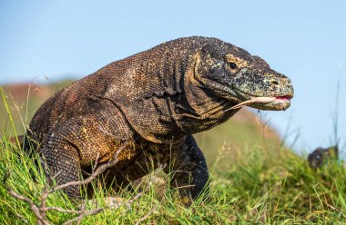 Portre Komodo ejderi kadar kapatın. Dragon doğal ortamlarında çatal dili ile hava kokluyor. Bilimsel adı: Varanus komodoensis. Ada Rinca. Endonezya