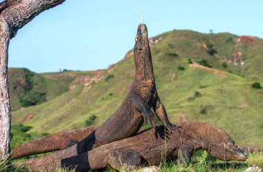 Komodo dragon başından kalkın ve o çatal dilini havayla burnunu çekmek. Doğal yaşam alanı. Bilimsel adı: Varanus komodoensis. Doğal arka plan manzara Adası Rinca olduğunu. Endonezya. 