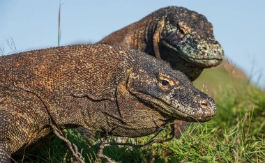 Komodo ejderleri doğal ortamlarında. Bilimsel adı: Varanus komodoensis. Doğal arka plan manzara Adası Rinca olduğunu. Endonezya.