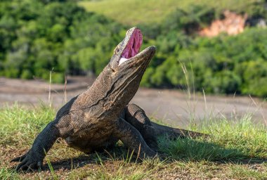 Komodo dragon baş ve açık ağız ayağa kalkın. Doğal yaşam alanı. Bilimsel adı: Varanus komodoensis. Doğal arka plan manzara Adası Rinca olduğunu. Endonezya.