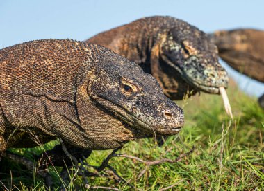 Komodo ejderleri doğal ortamlarında. Bilimsel adı: Varanus komodoensis. Doğal arka plan manzara Adası Rinca olduğunu. Endonezya.