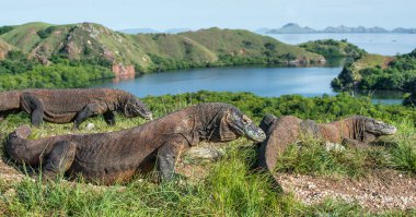 Komodo dragons in natural habitat. Scientific name: Varanus komodoensis. Natural background is Landscape of Island Rinca. Indonesia. clipart