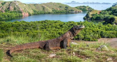 Komodo dragon doğal ortamlarında. Bilimsel adı: Varanus komodoensis. Doğal arka plan manzara Adası Rinca olduğunu. Endonezya. 
