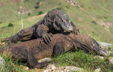 Komodo ejderleri hakimiyeti için mücadele. Bilimsel adı: Varanus komodoensis. Doğal arka plan manzara Adası Rinca olduğunu. Endonezya. 