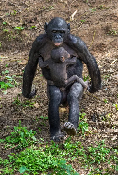Bonobo Jungtier Mit Mutter Grüner Natürlicher Hintergrund Natürlichem Lebensraum Der — Stockfoto