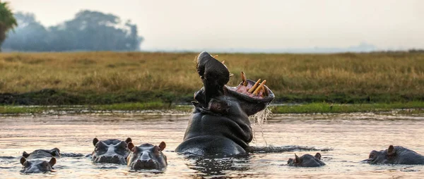 Bostezar Hipopótamo Común Agua Atardecer Hipopótamo Común Hipopótamo Mostrando Amenaza —  Fotos de Stock