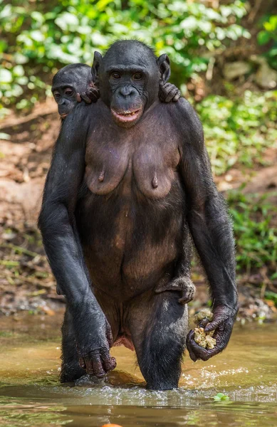 Bonobo Cub Στη Μητέρα Του Πίσω Στο Νερό Κονγκό Αφρική — Φωτογραφία Αρχείου