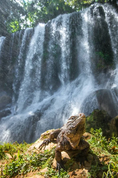 Iguana Skogen Bredvid Ett Vattenfall Vetenskaplig Namn Staden Nubila Kubanska — Stockfoto